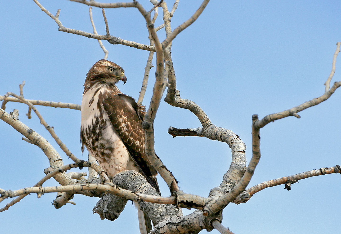 Hunter's Moon and Hunters. 11-05-2025 Red-tailed-Hawk
