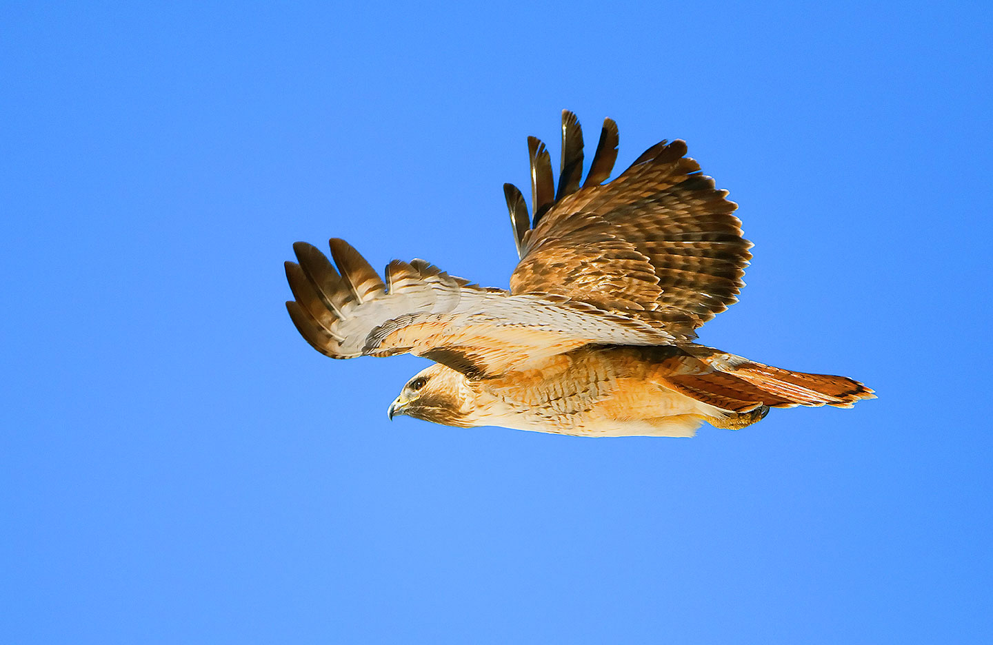 Hunter's Moon and Hunters. 11-05-2025 Red-tailed-Hawk