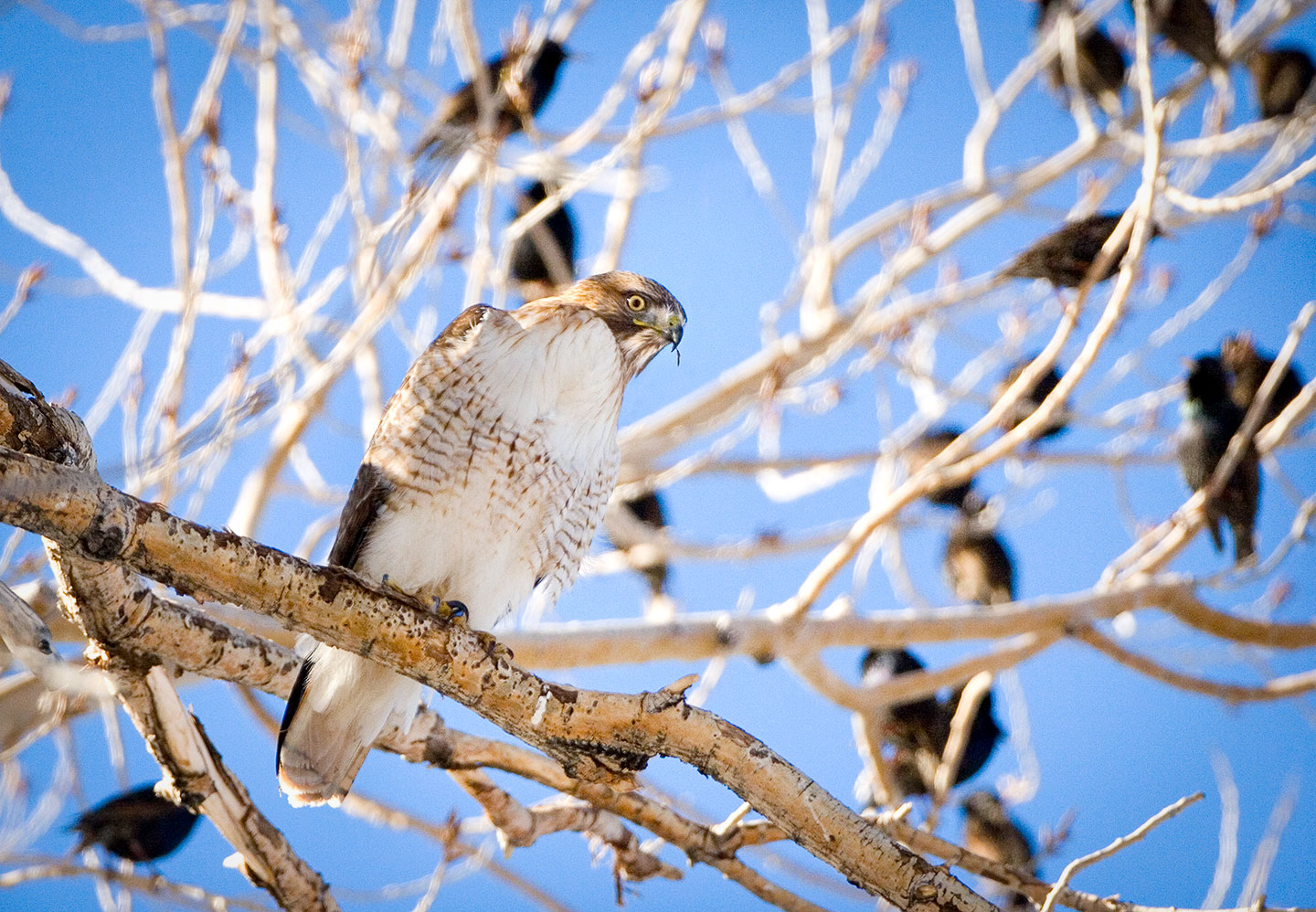 Hunter's Moon and Hunters. 11-05-2025 Red-tailed-Hawk