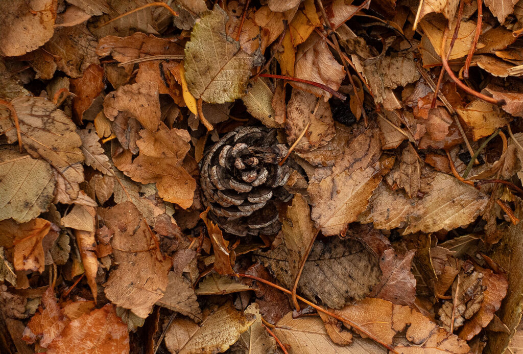 Pine cone and leaves