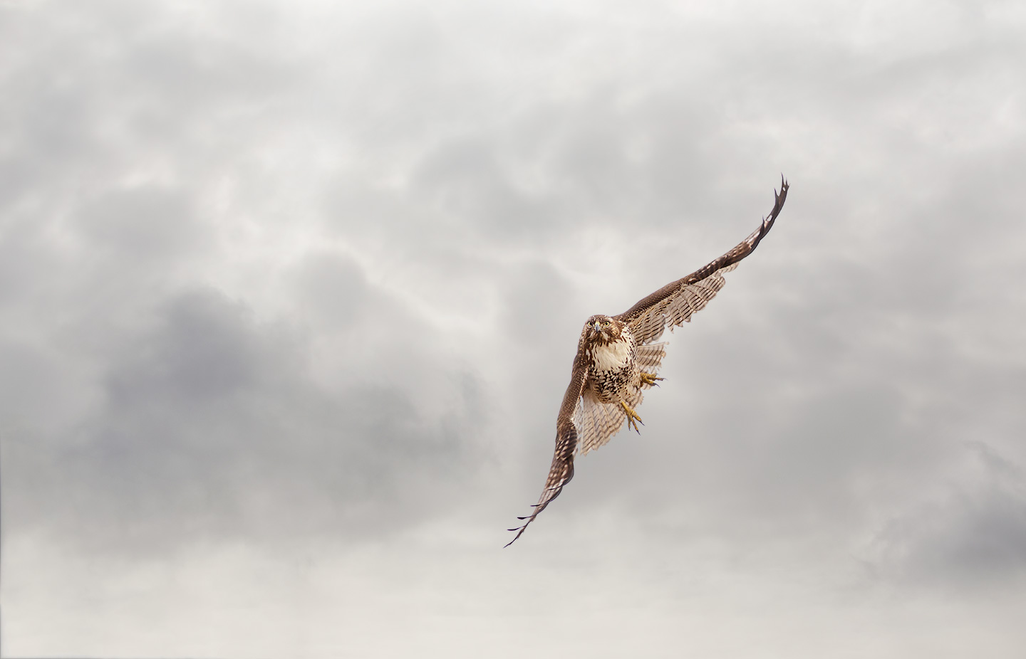 Hunter's Moon and Hunters. 11-05-2025 Red-tailed-Hawk