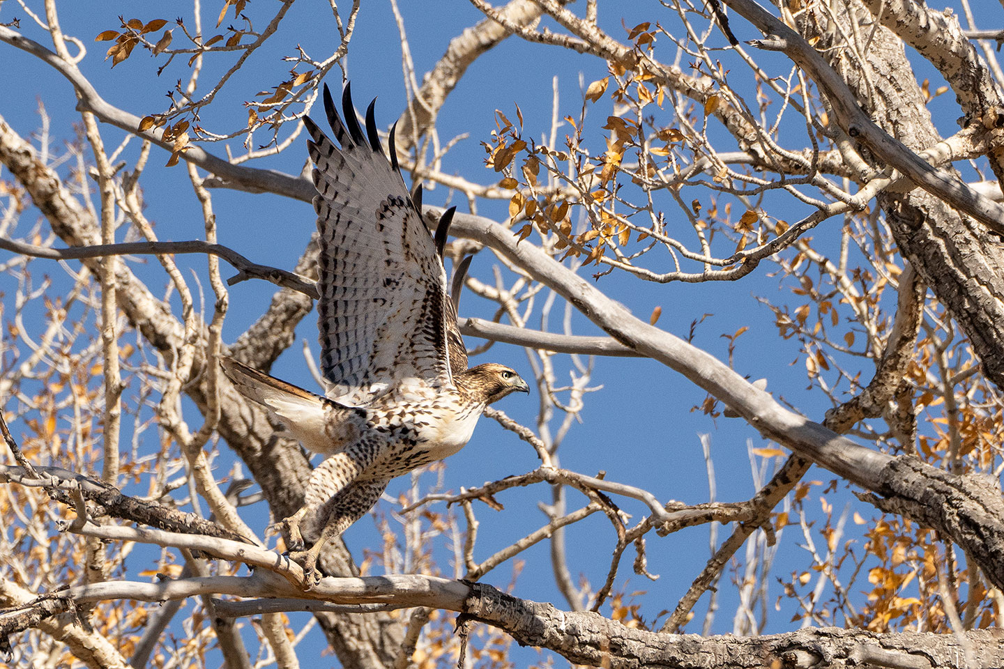 Hunter's Moon and Hunters. 11-05-2025 Lift off