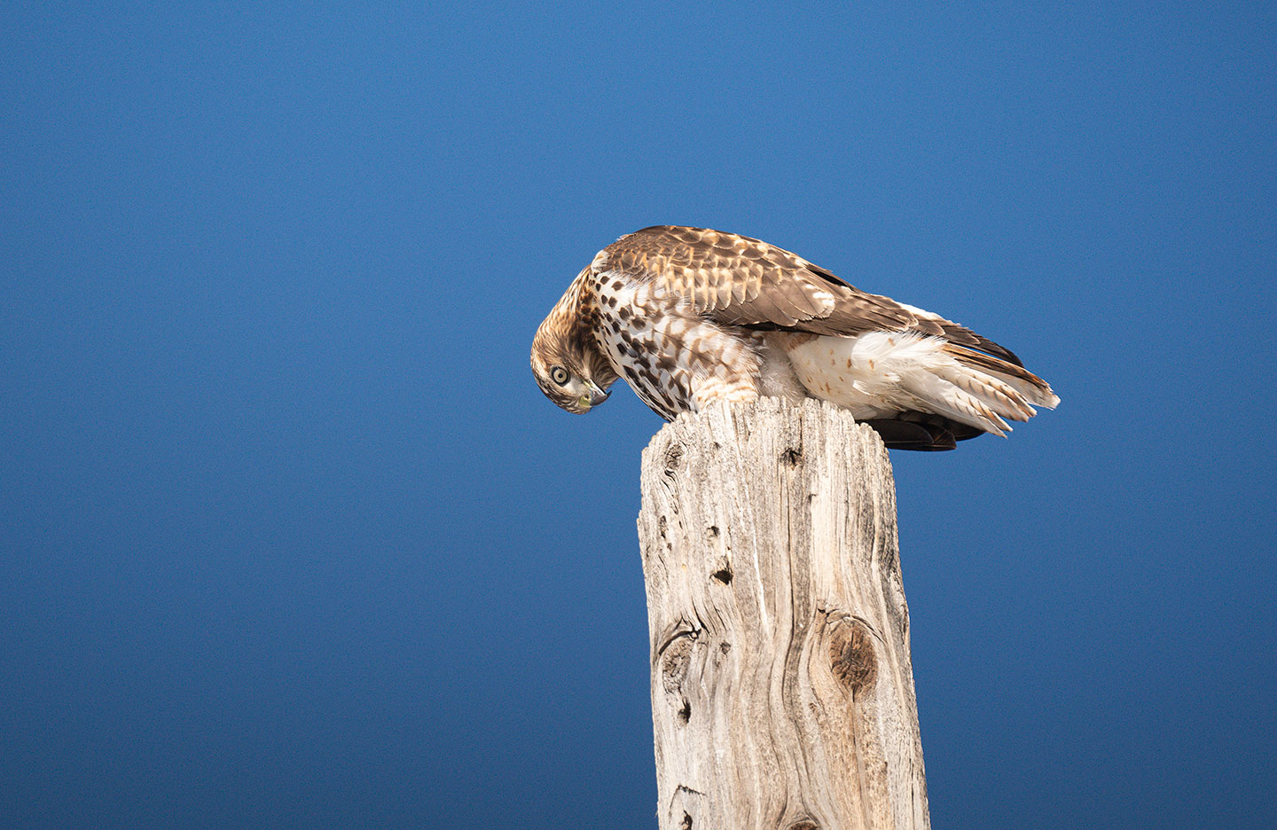 Hunter's Moon and Hunters. 11-05-2025 Red-tailed-Hawk