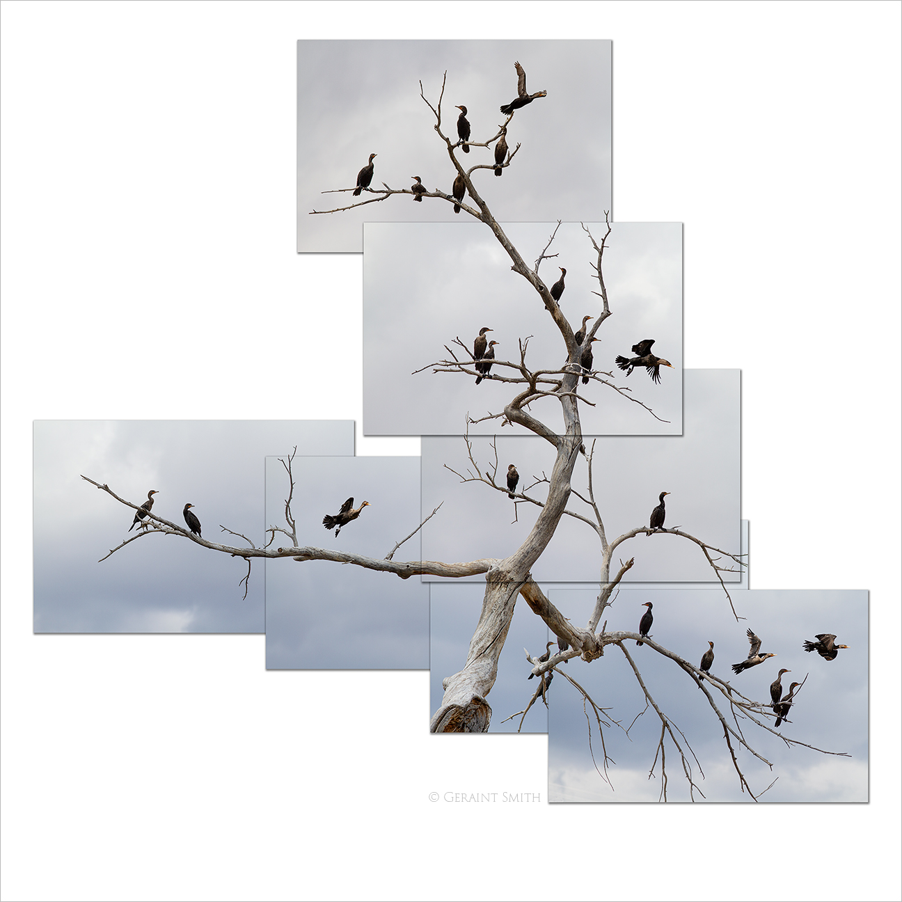 Cormorants Roosting, Rio Chama, Abiquiu, NM