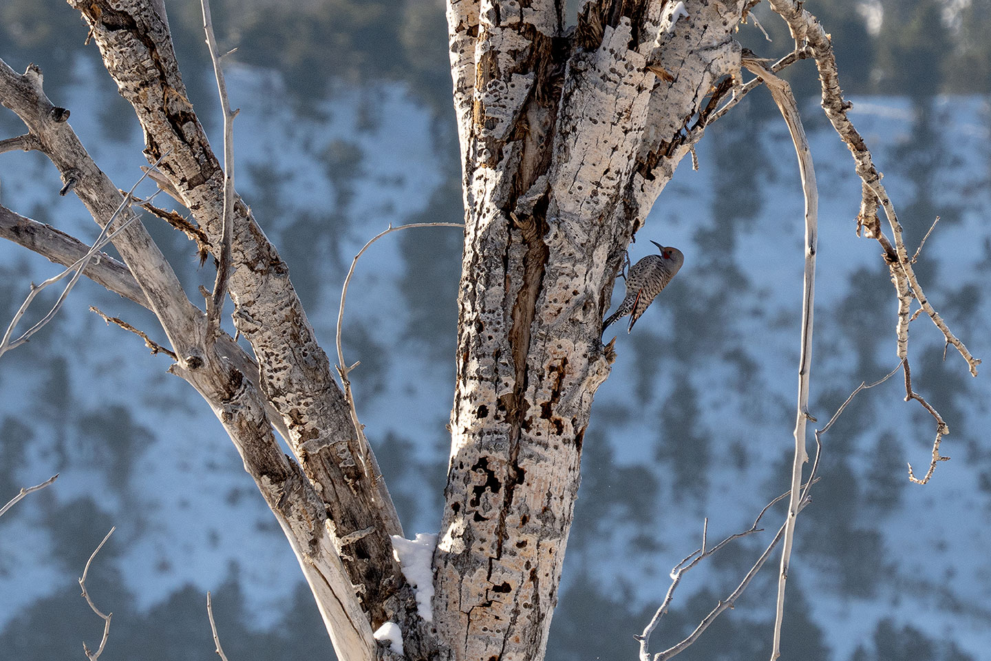 Northern flicker