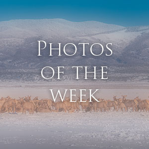 Link to Photos of the Week