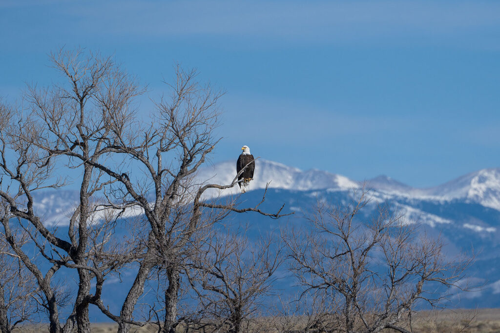 Bald eagle, Colorado
