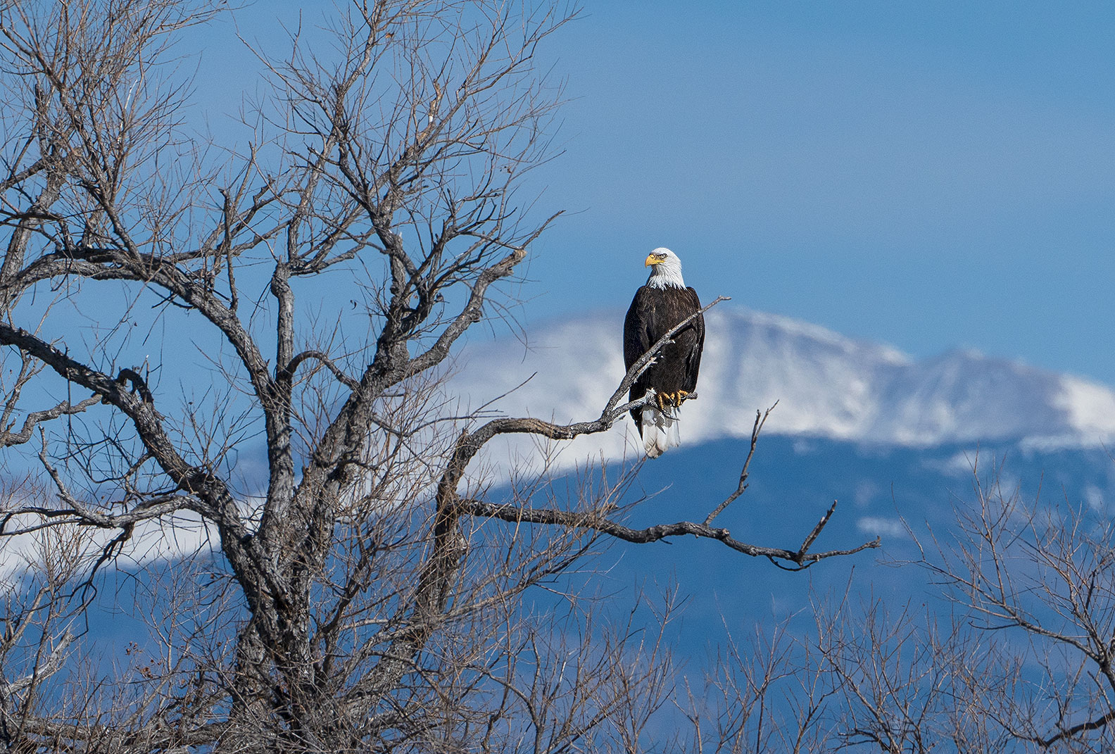 Bald eagle, Colorado