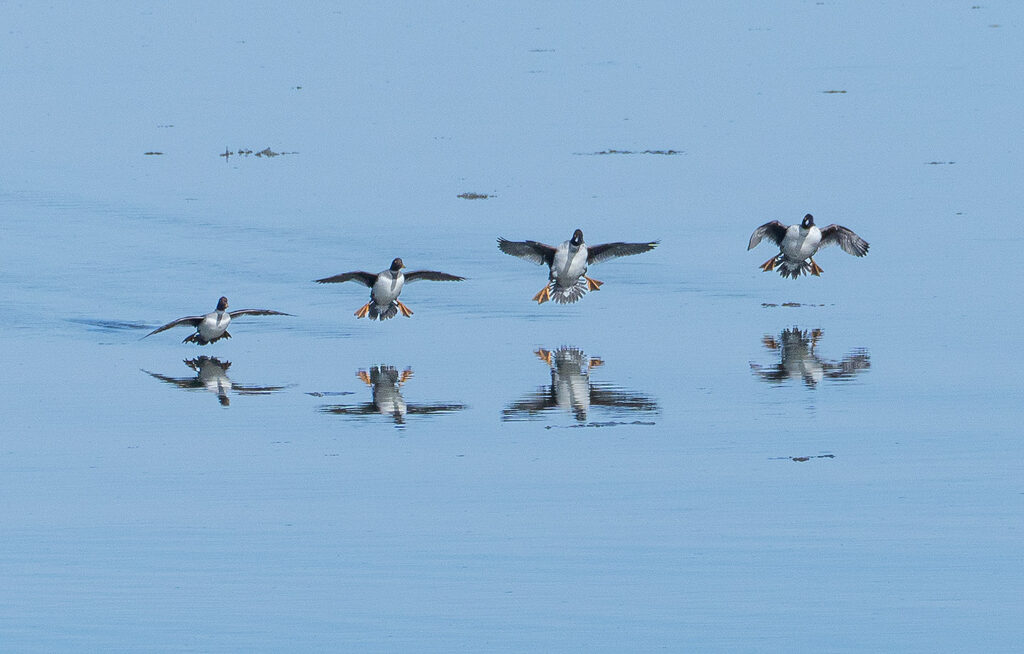 Common Goldeneye ducks, landing, Rio Grande, Colorado