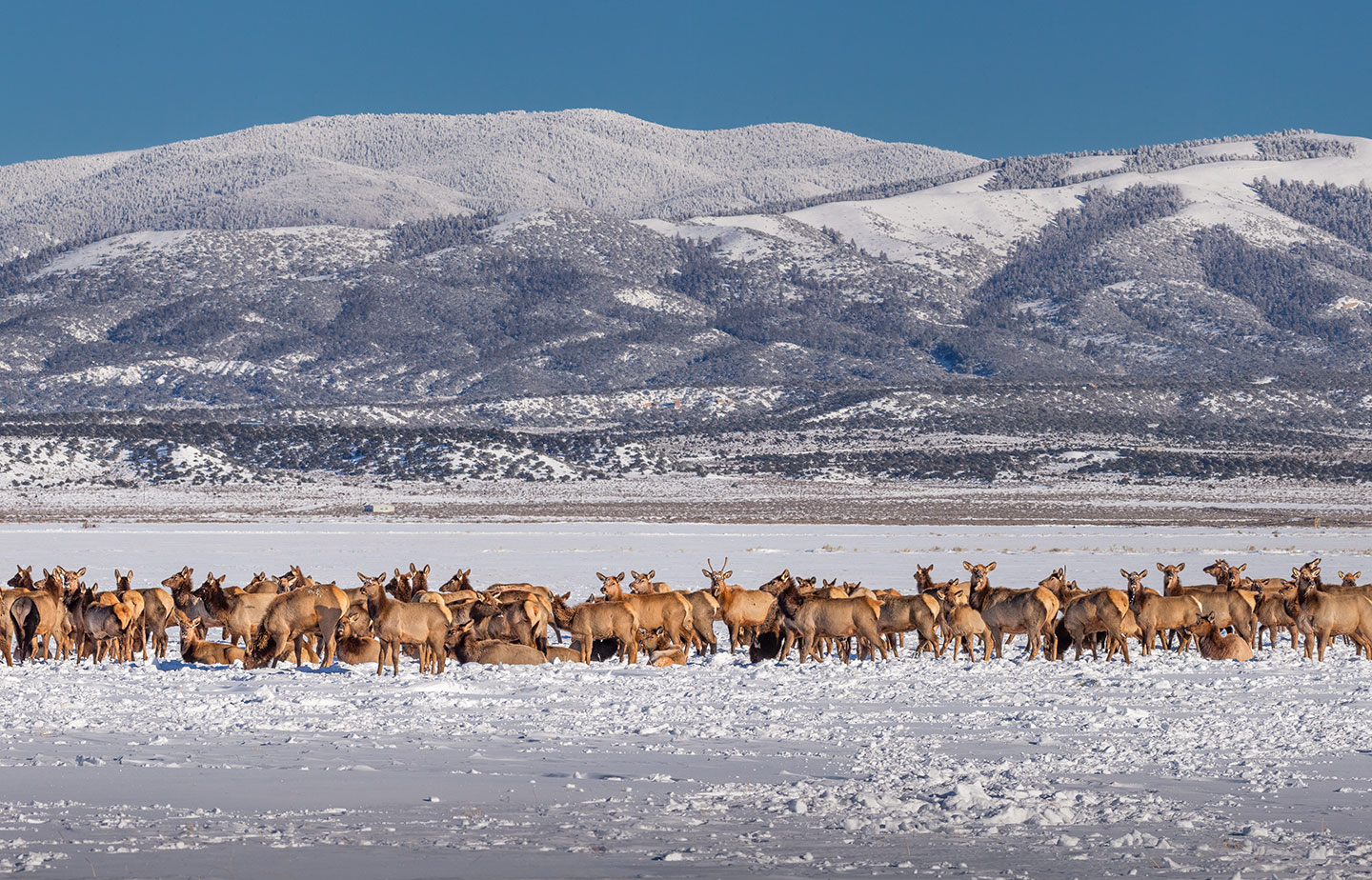 Elk, San Luis Valley