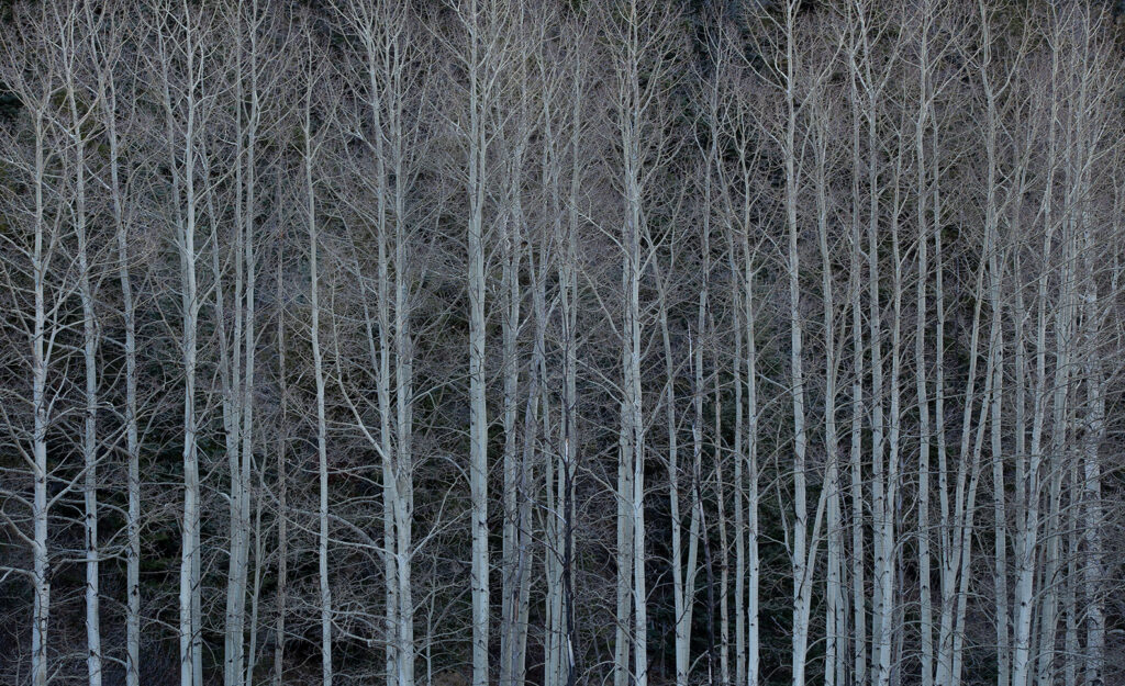 Bare aspen trees, Spring on Bobcat Pass, NM