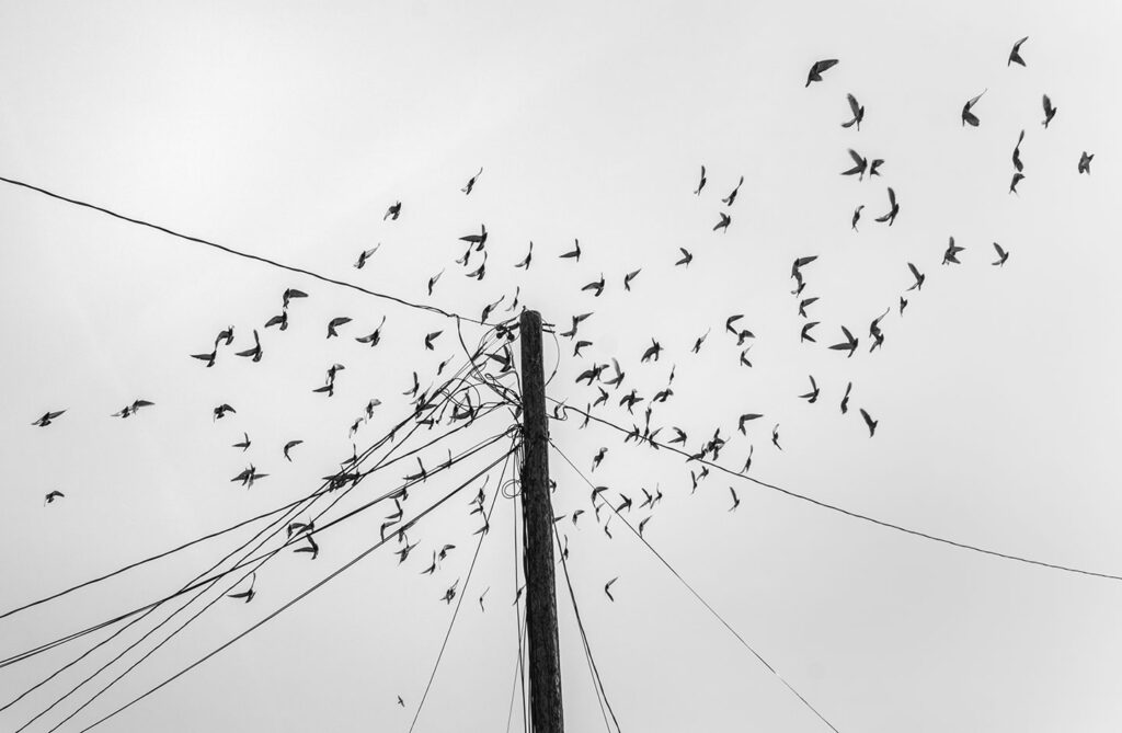 Birds Ranchos de Taos