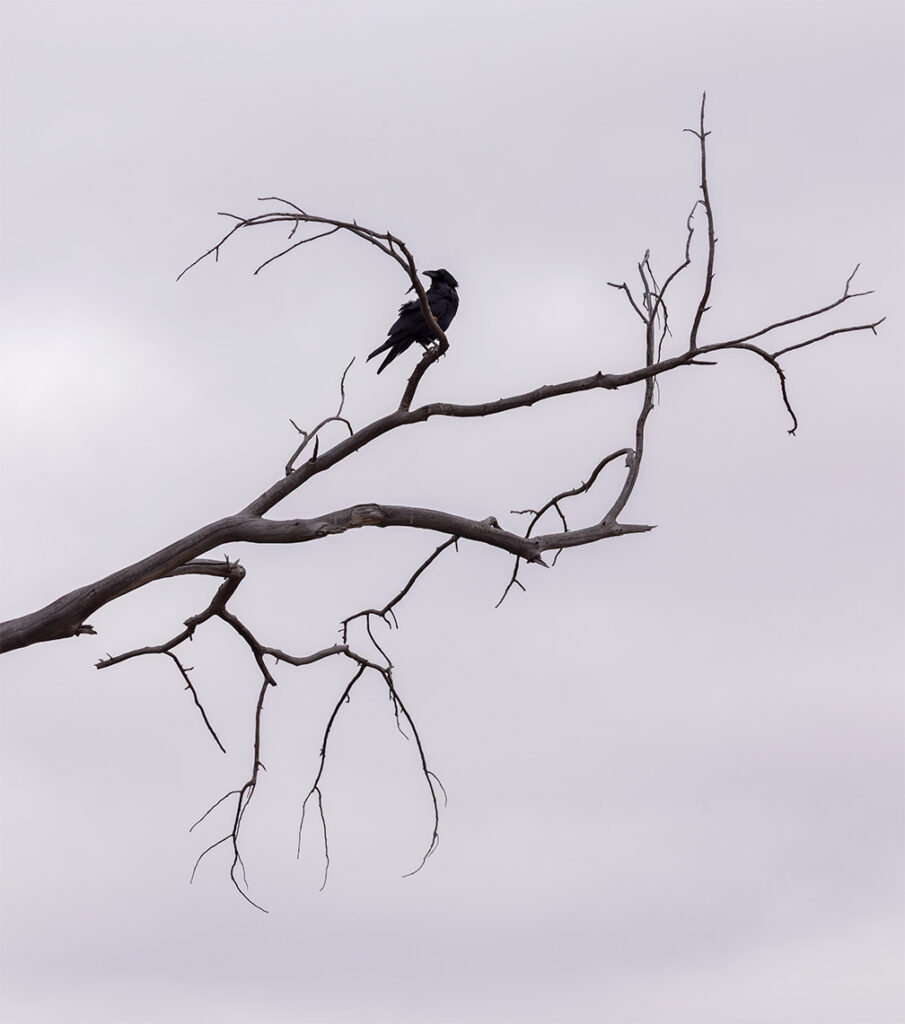 Crow in a bare tree