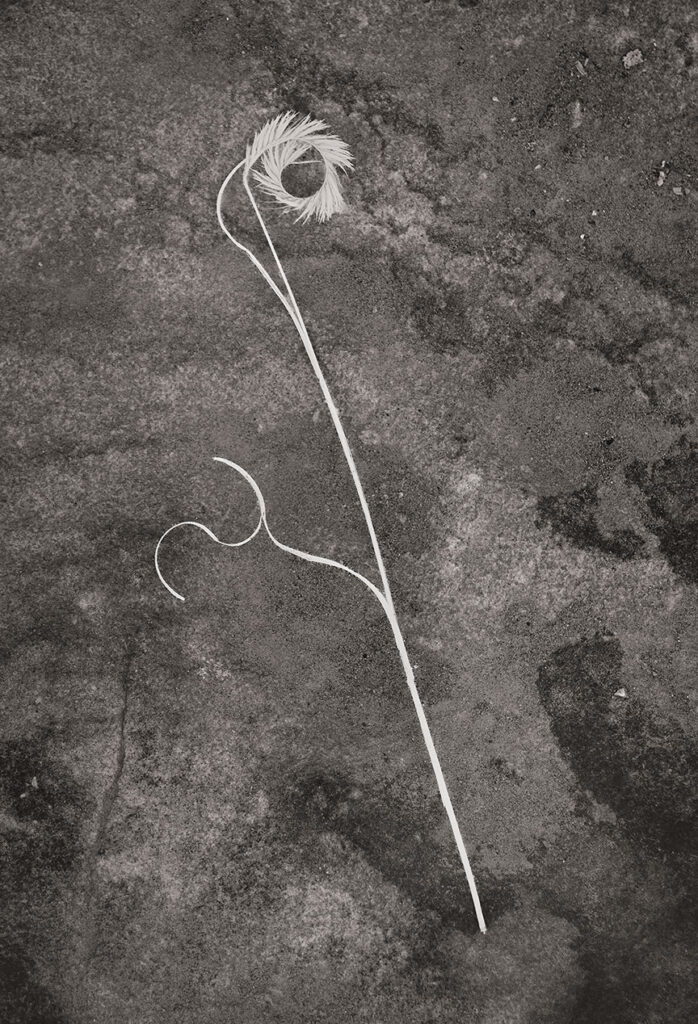 Gramma grass on a rock.