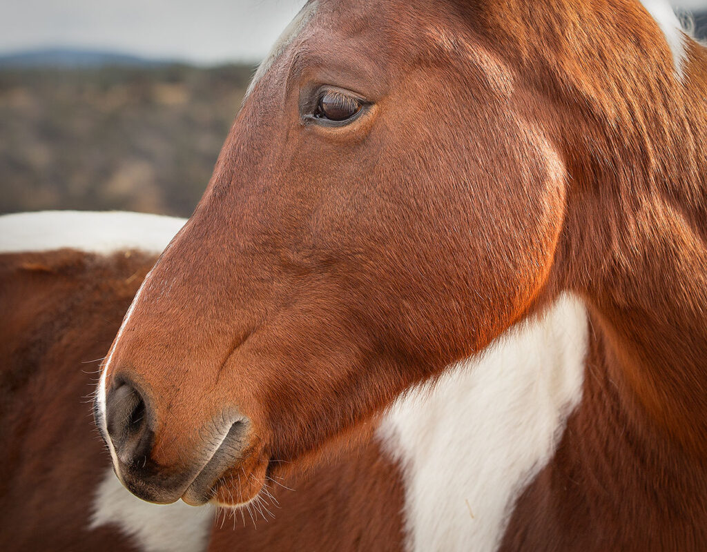 Horse on the high road to Taos