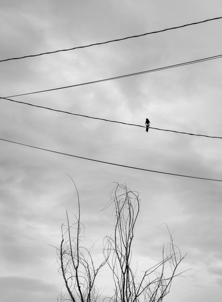 Magpie Ranchos de Taos