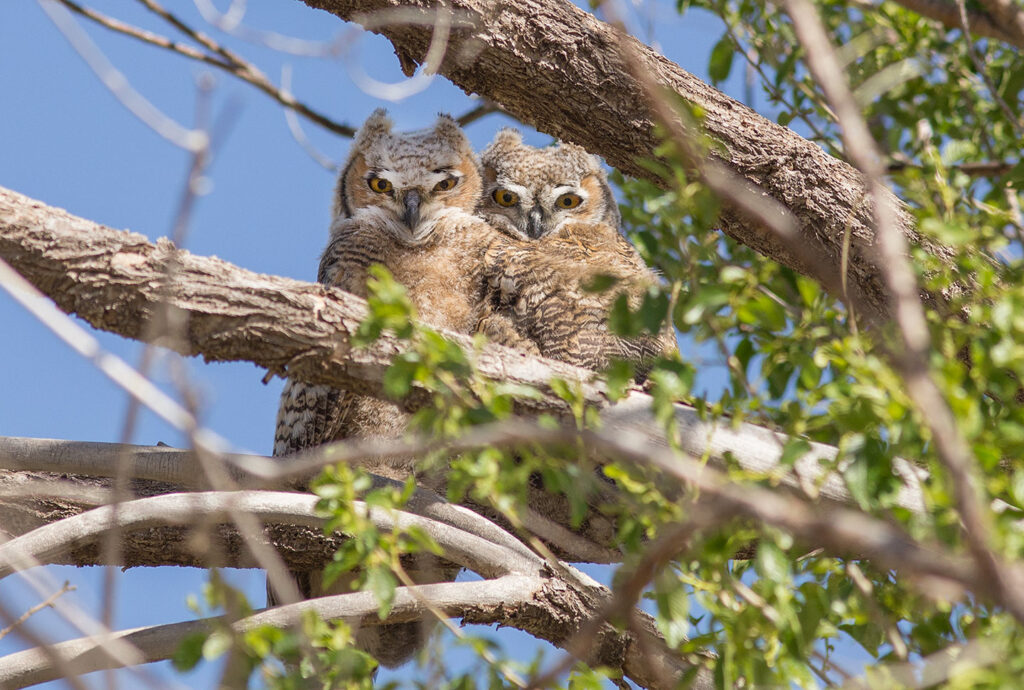 Juvenile great horned owls