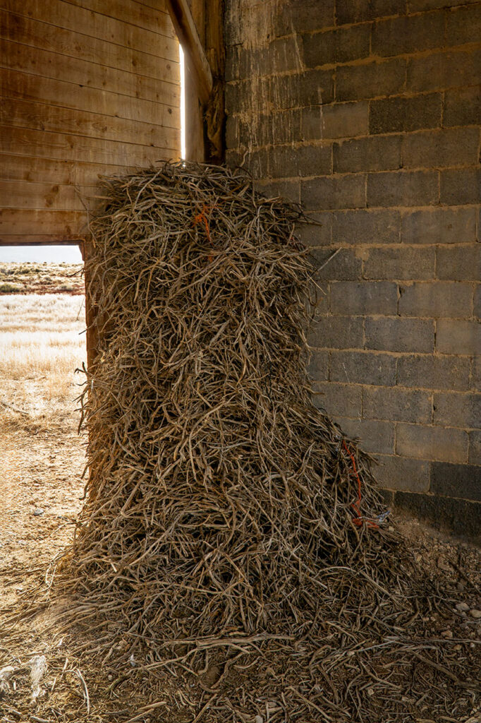 Owl nest potato bunker, Colorado