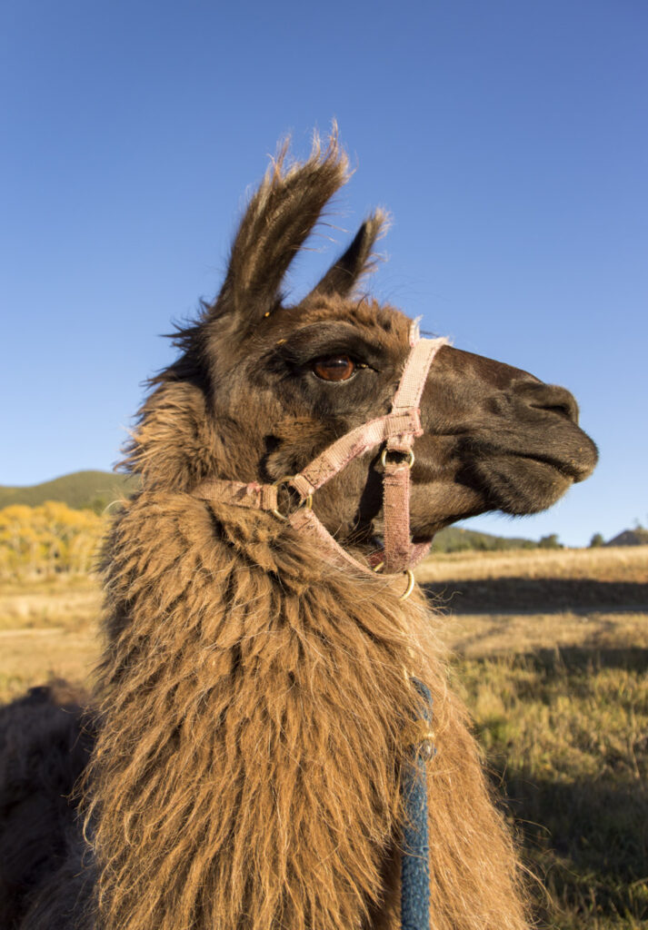 llama 1331