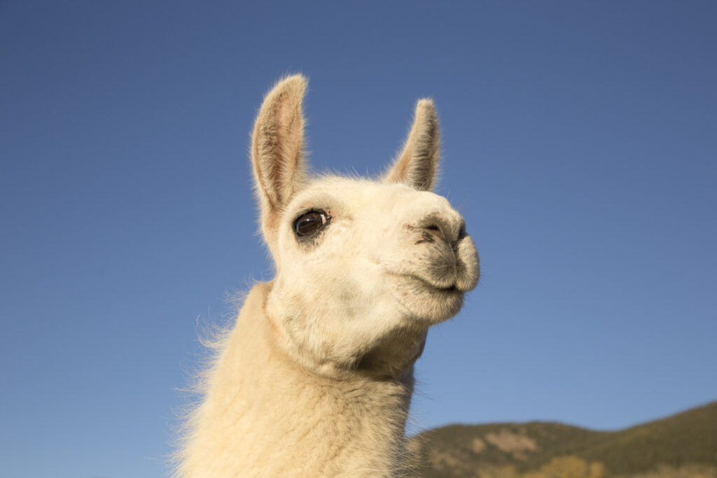 llama 1358