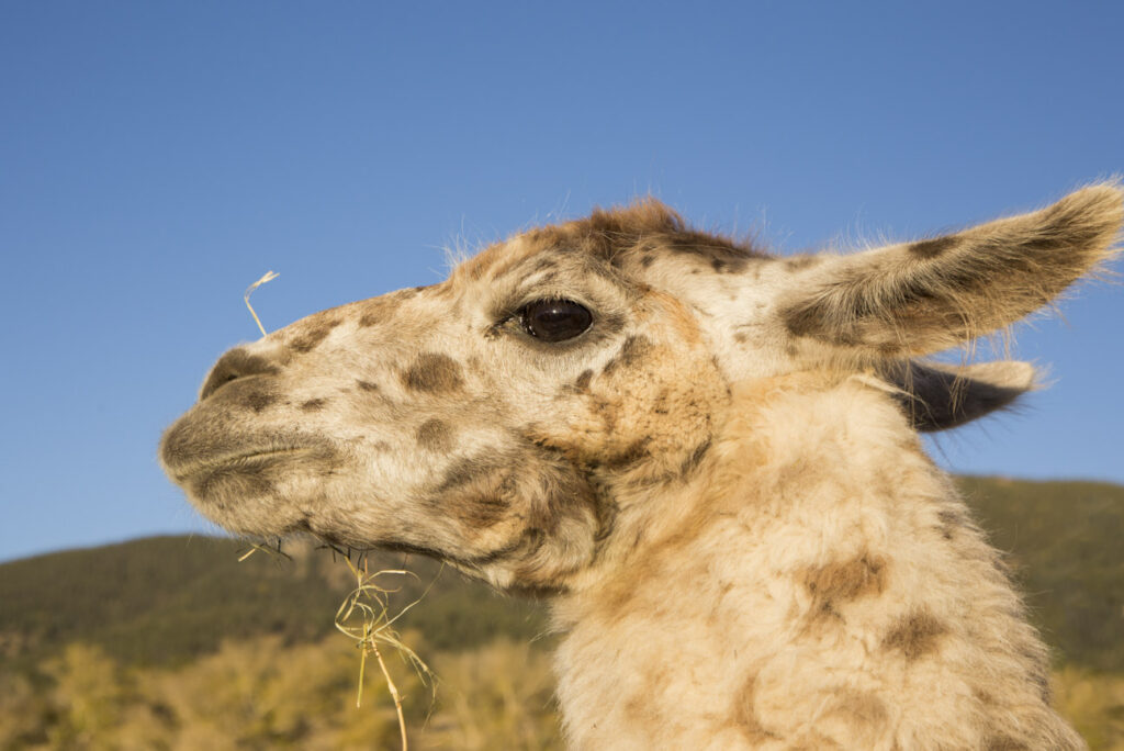 llama 1363