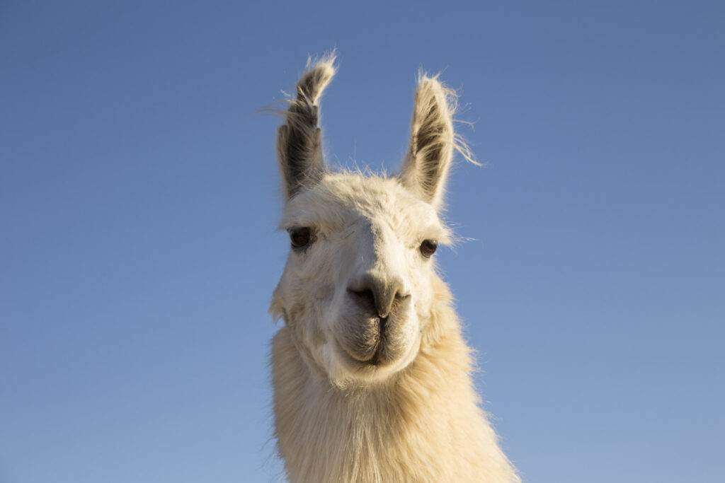 llama 1374