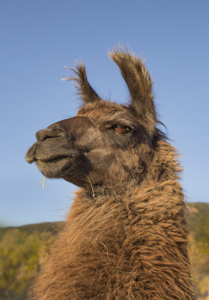 Llama