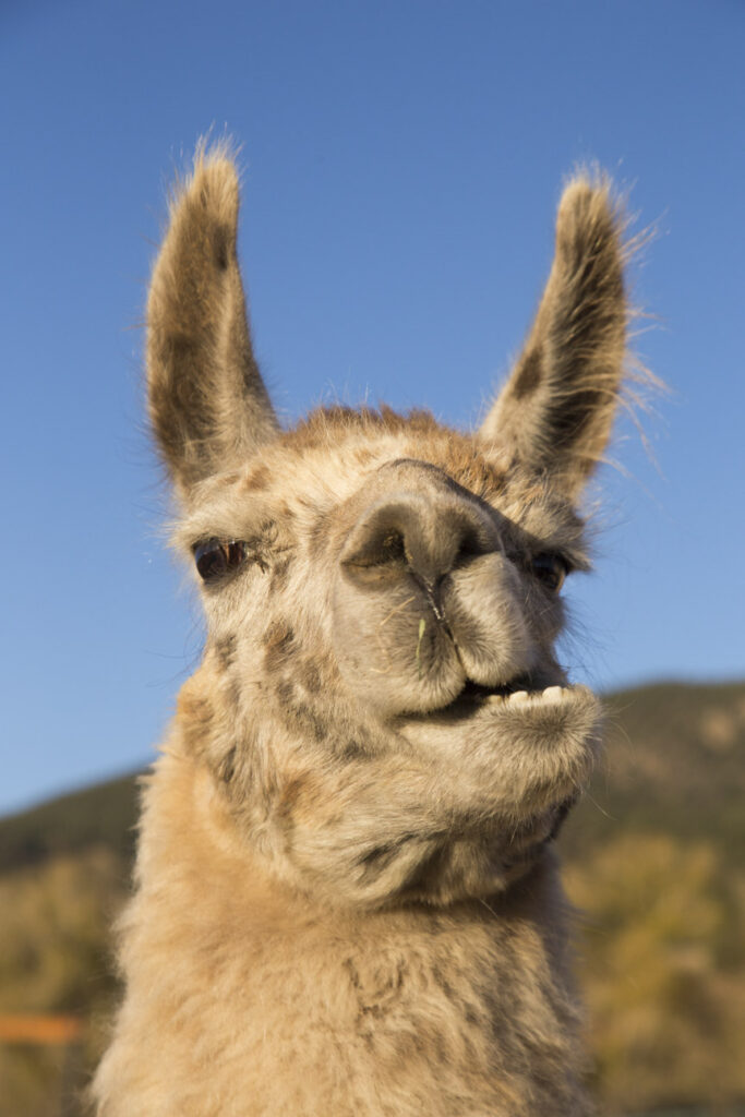 llama 1400