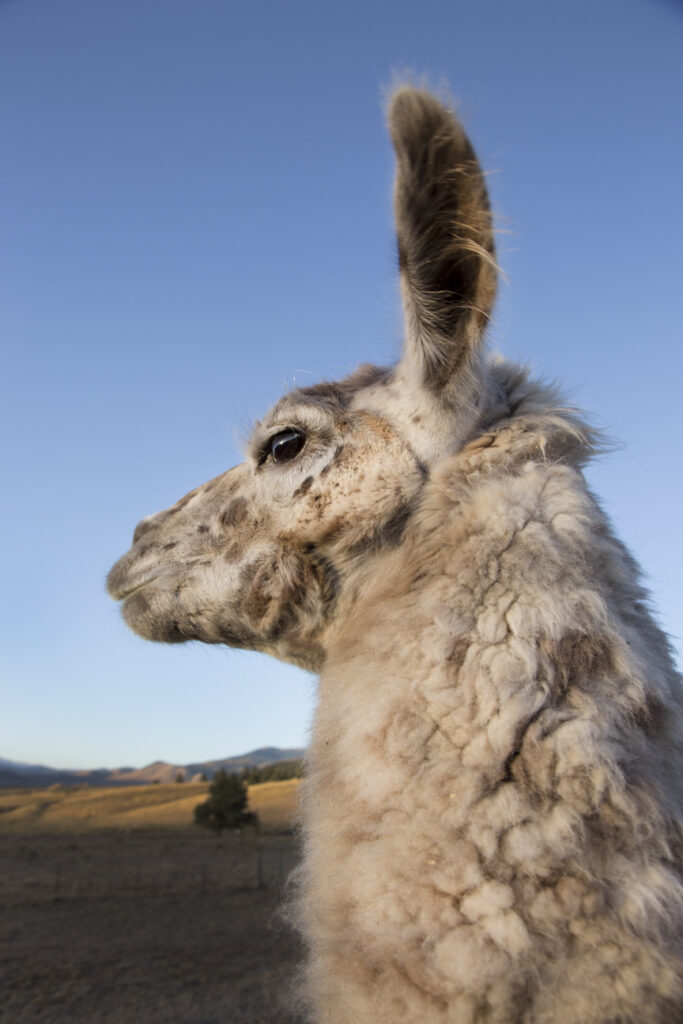 llama 1447