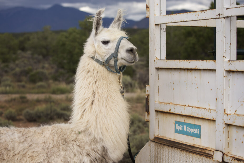 Wild Earth Llama Trekking Adventures