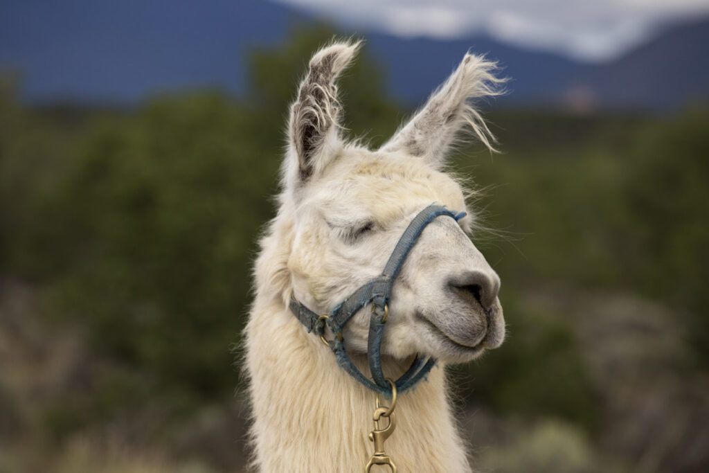 llama 8541