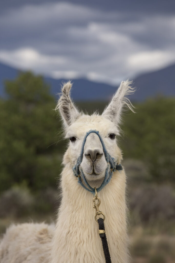 Llama treking, New Mexico