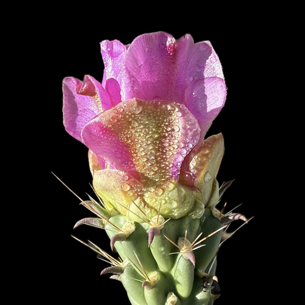 Cholla Cactus bloom with dewdrops