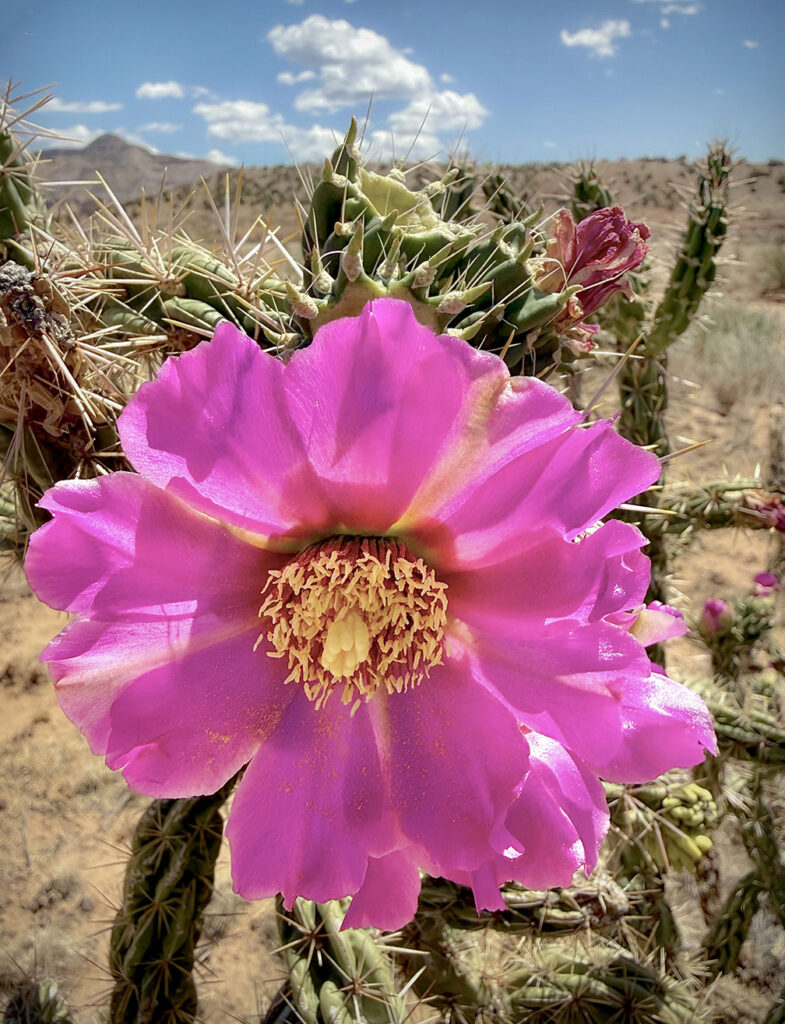 Cholla Cactus bloom Ghost Ranch, NM