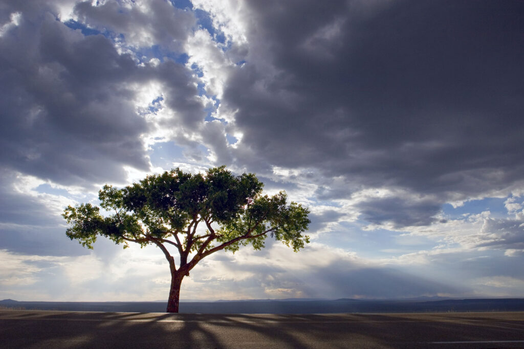 Lone tree