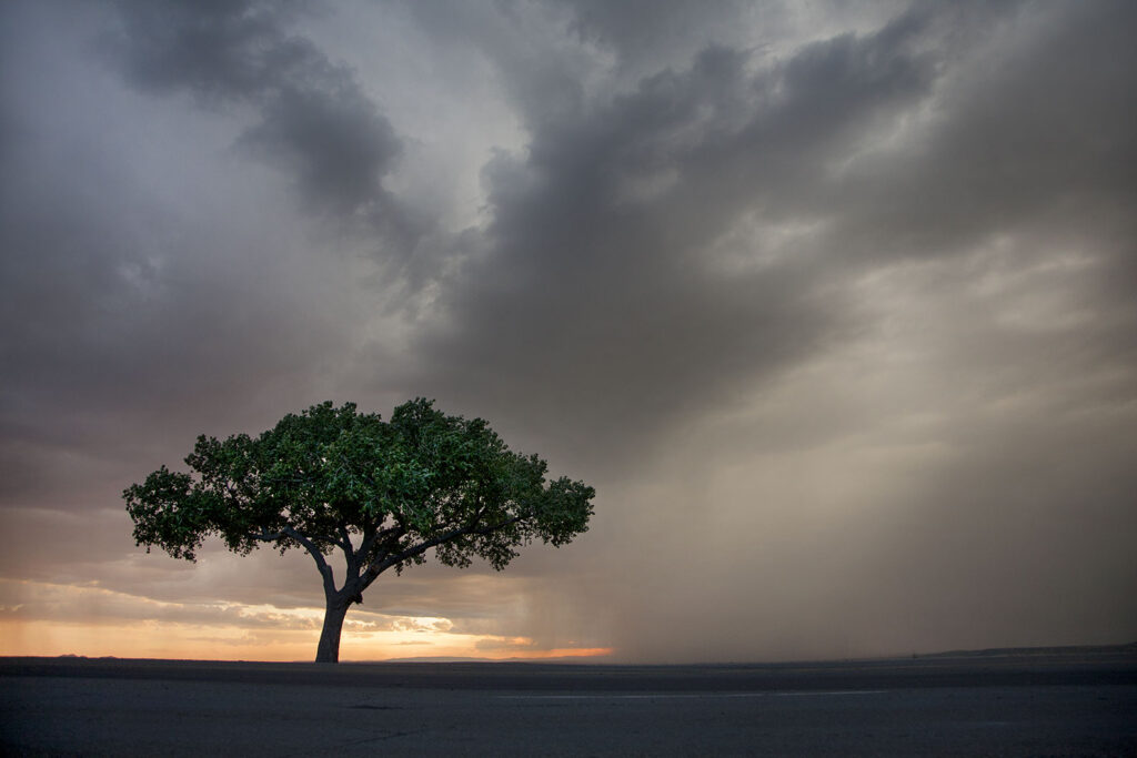 the welcome tree and storm