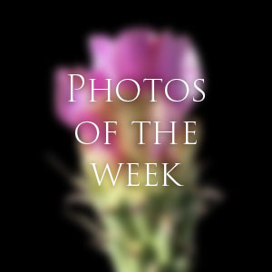 Link to Photos of the Week
