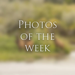 Link to Photos of the Week
