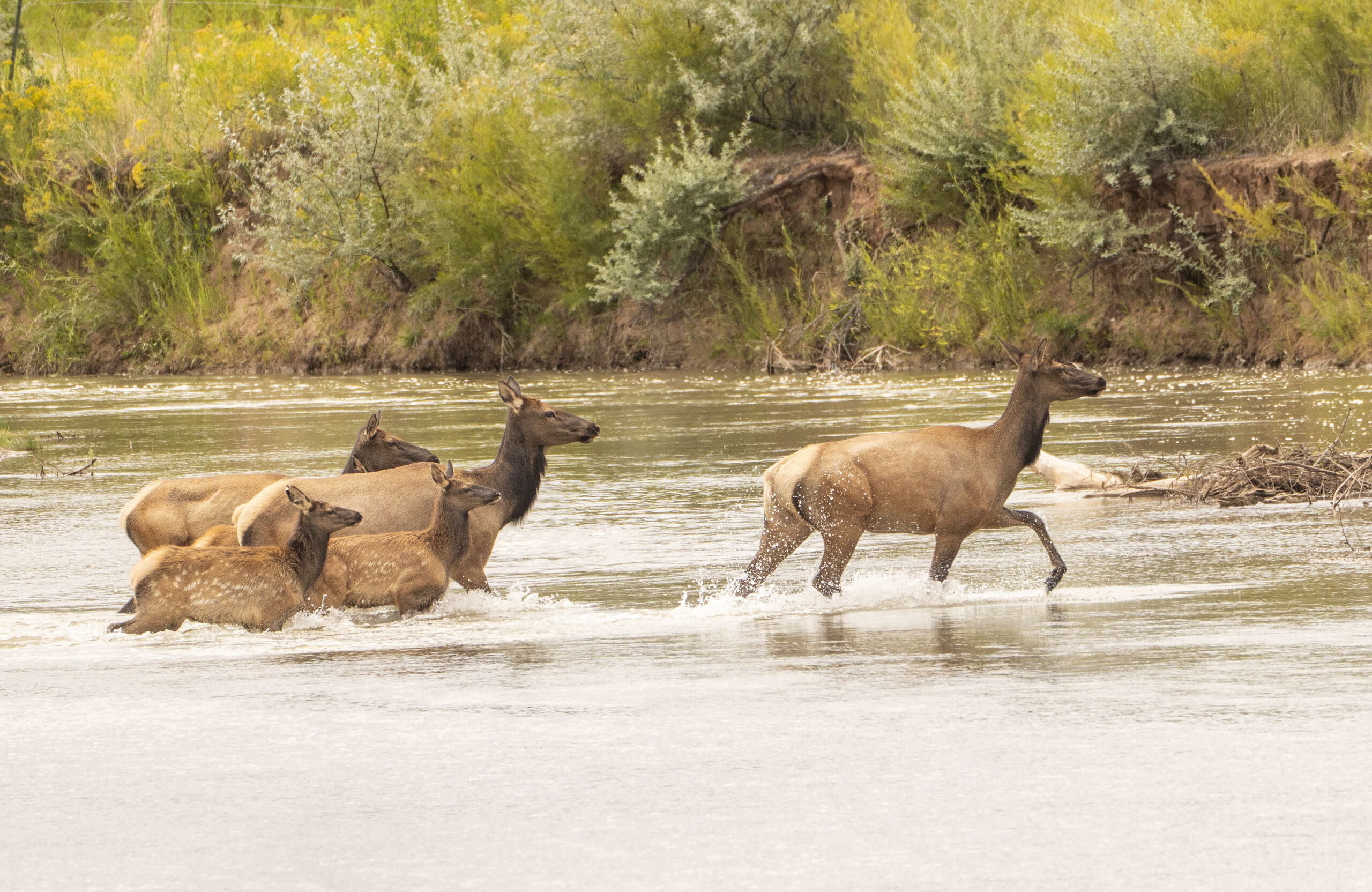 Elk crossing the Chama River