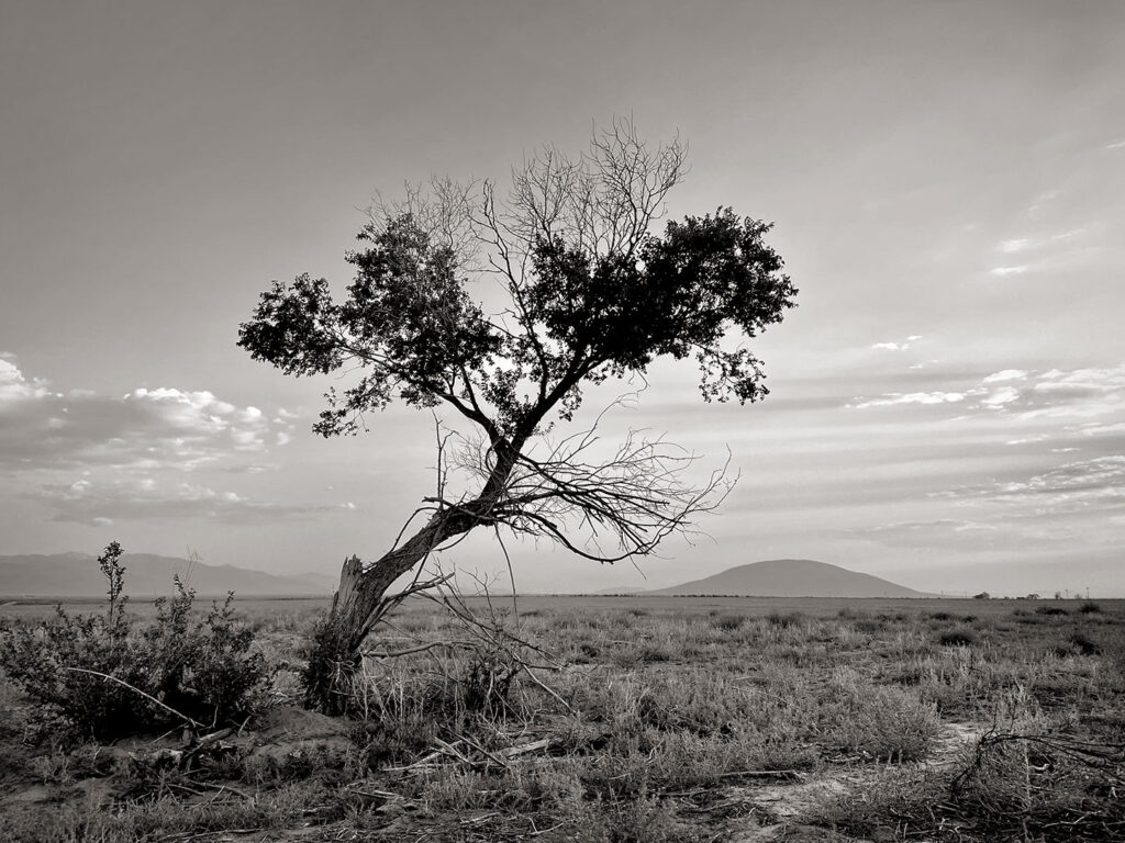 Tree with Ute Mountain