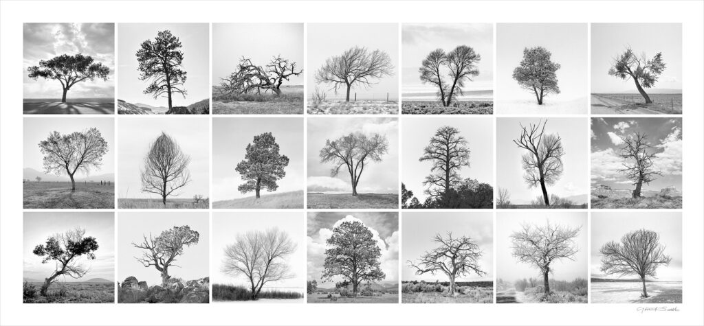 Lone Trees from around northern NM