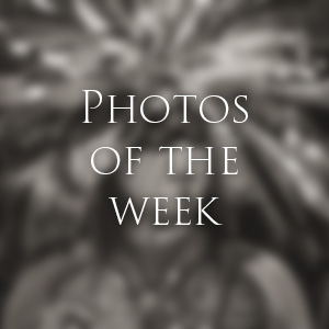 Link to Photos of the Week
