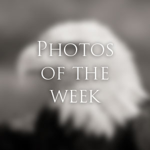 Link to Photos of the Week