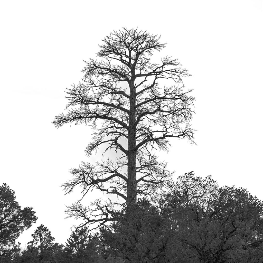 Lone tree Ponderosa