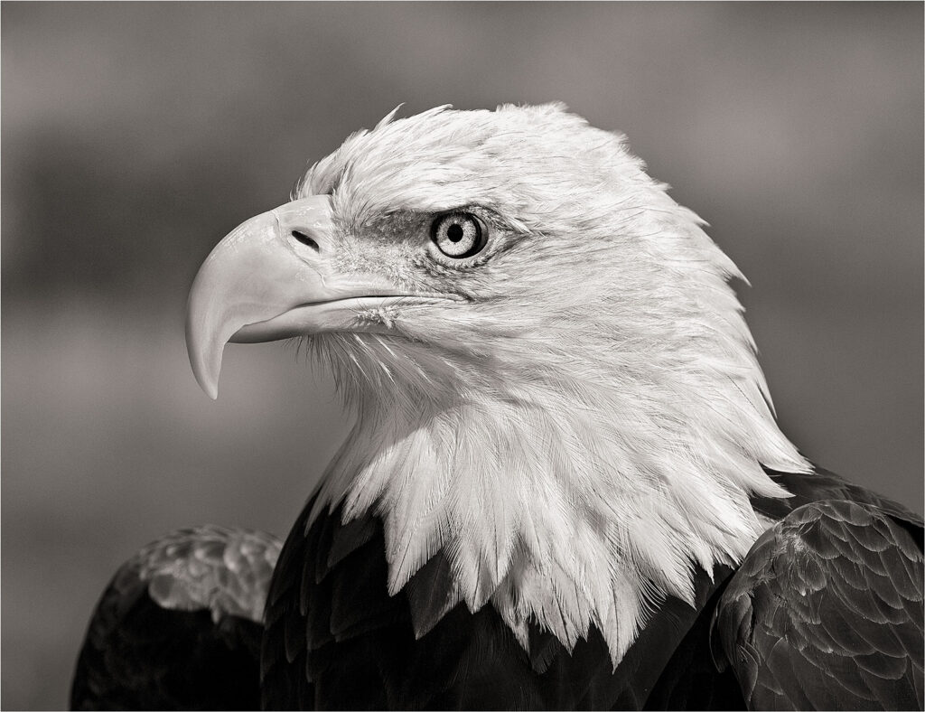 Taos Autumn Show - Bald Eagle Portrait, Max