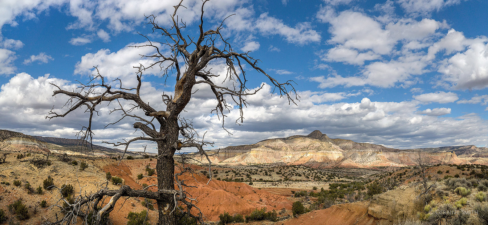 More Trees, Large Print. 09-23-2026. Tree and red landscape near Ghost Ranch