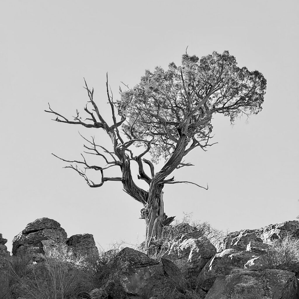Canyon tree