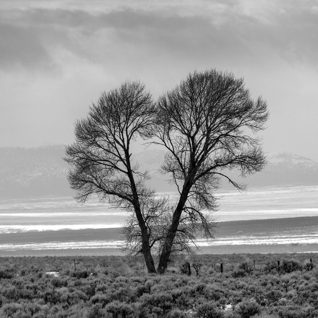 Lone Trees