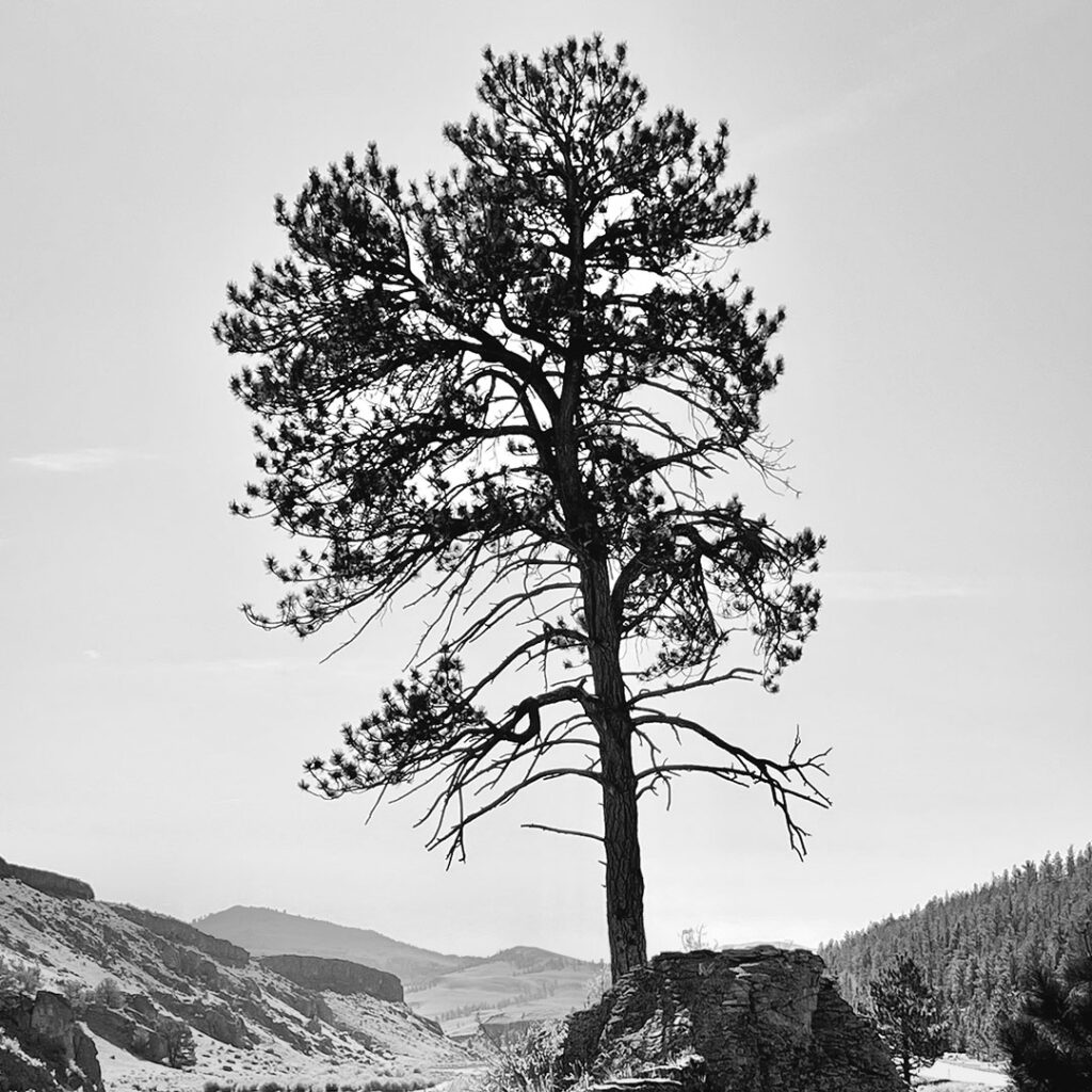 Tree growing between two rocks