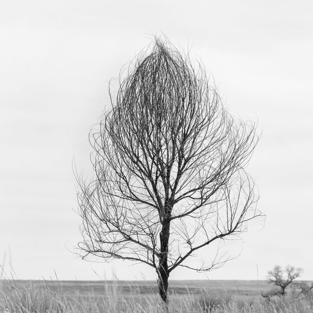Tree san Luis valley